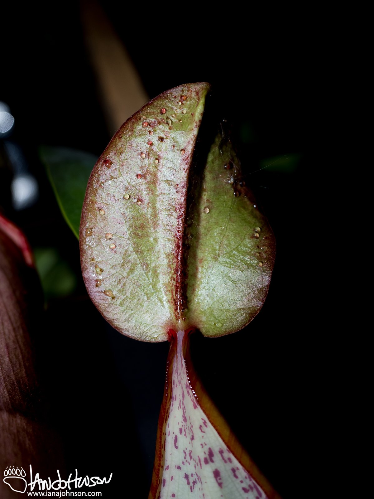 September 14th : Pitcher plant cap