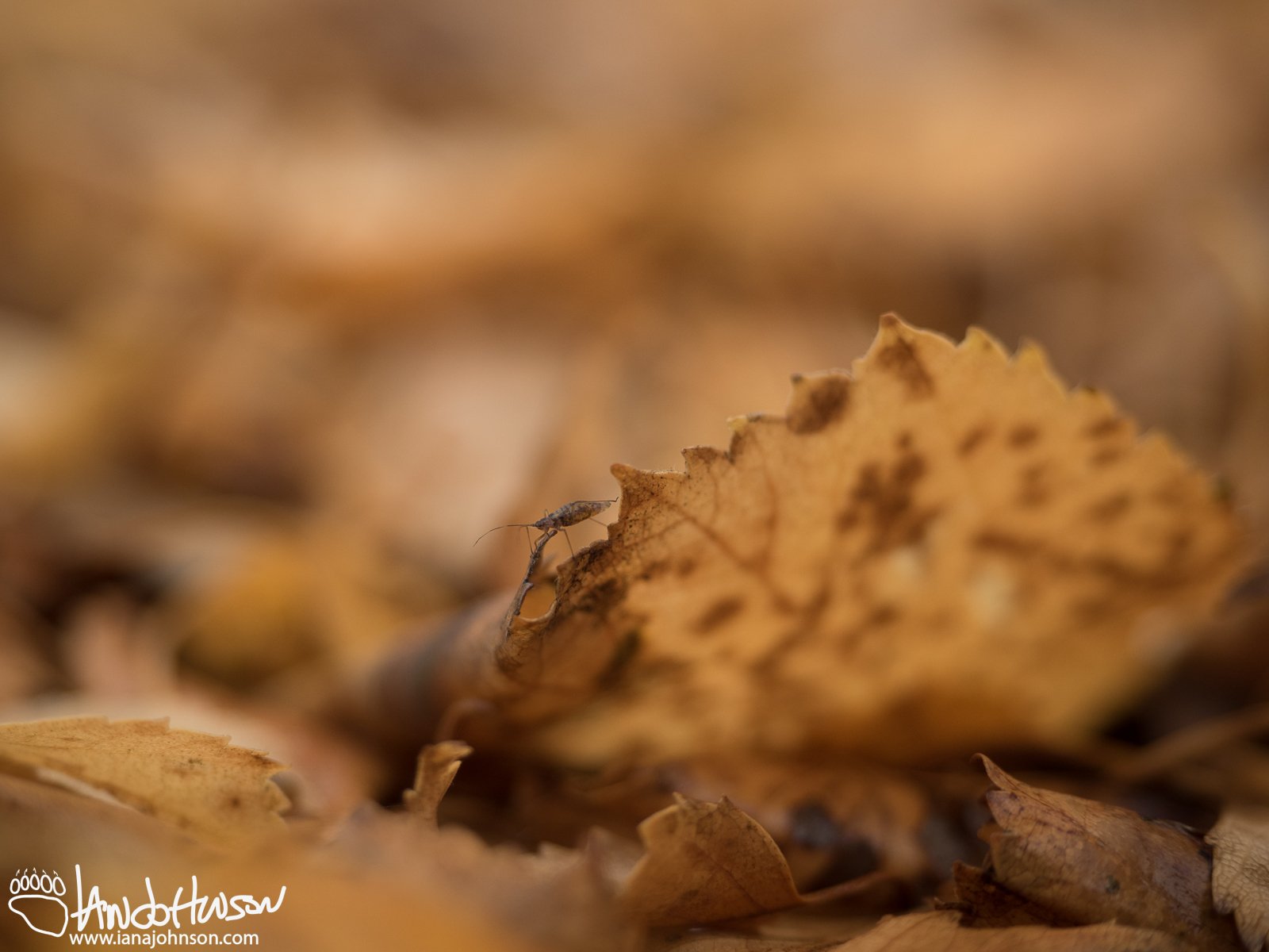 September 15th : Tiny life on the leaves