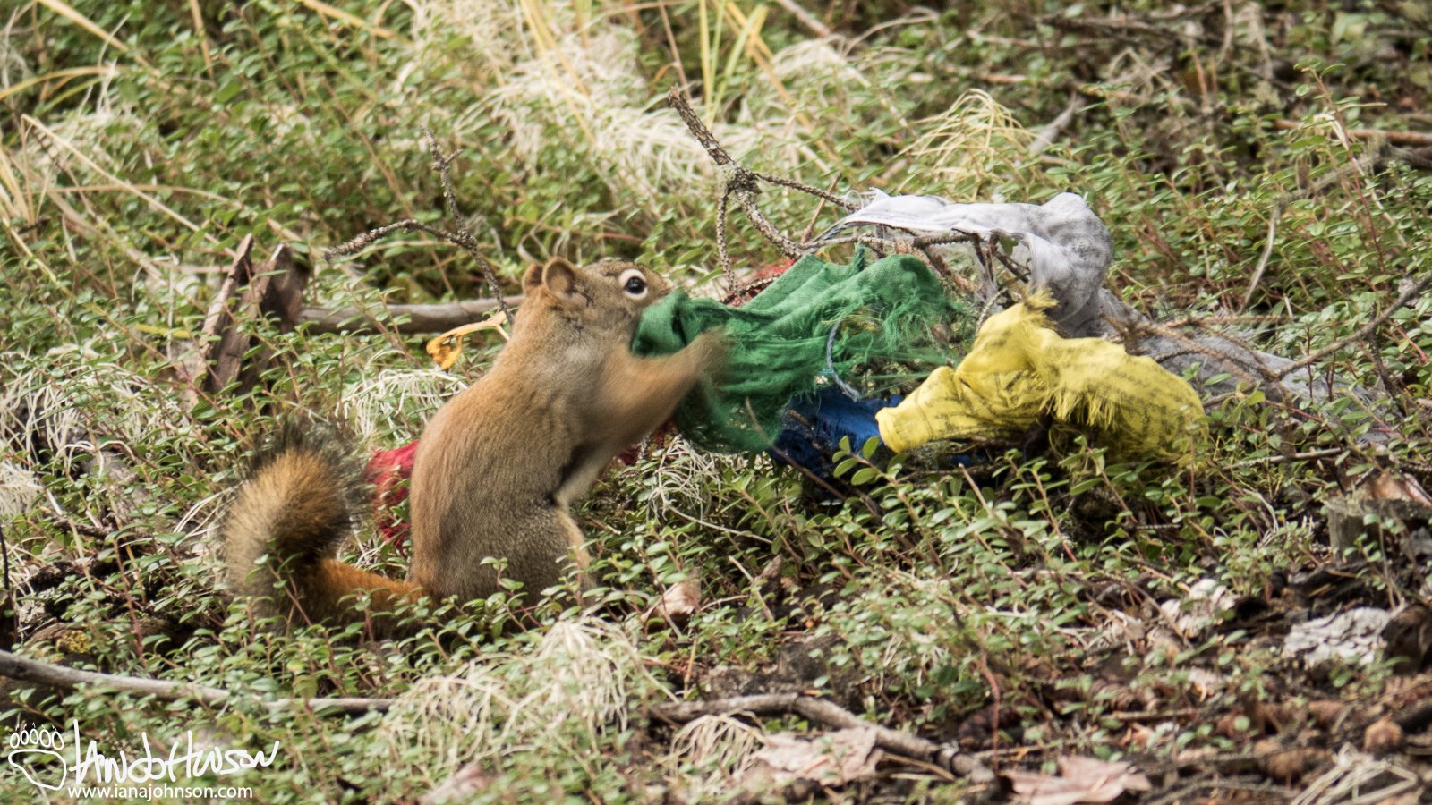 September 19th : Red squirrel with some rainbow nesting material