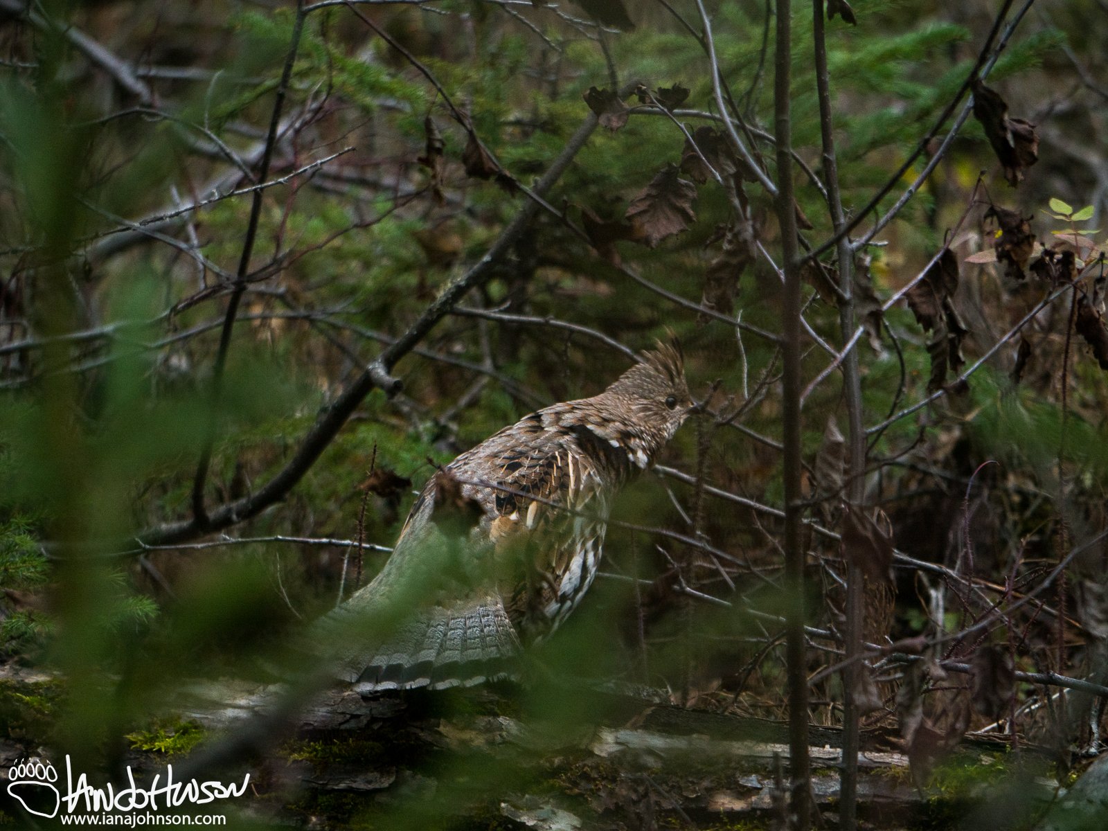 September 20th : Ruffed-grouse