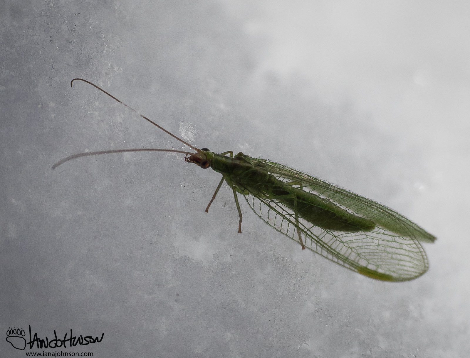 September 30th : Lacewing on snow