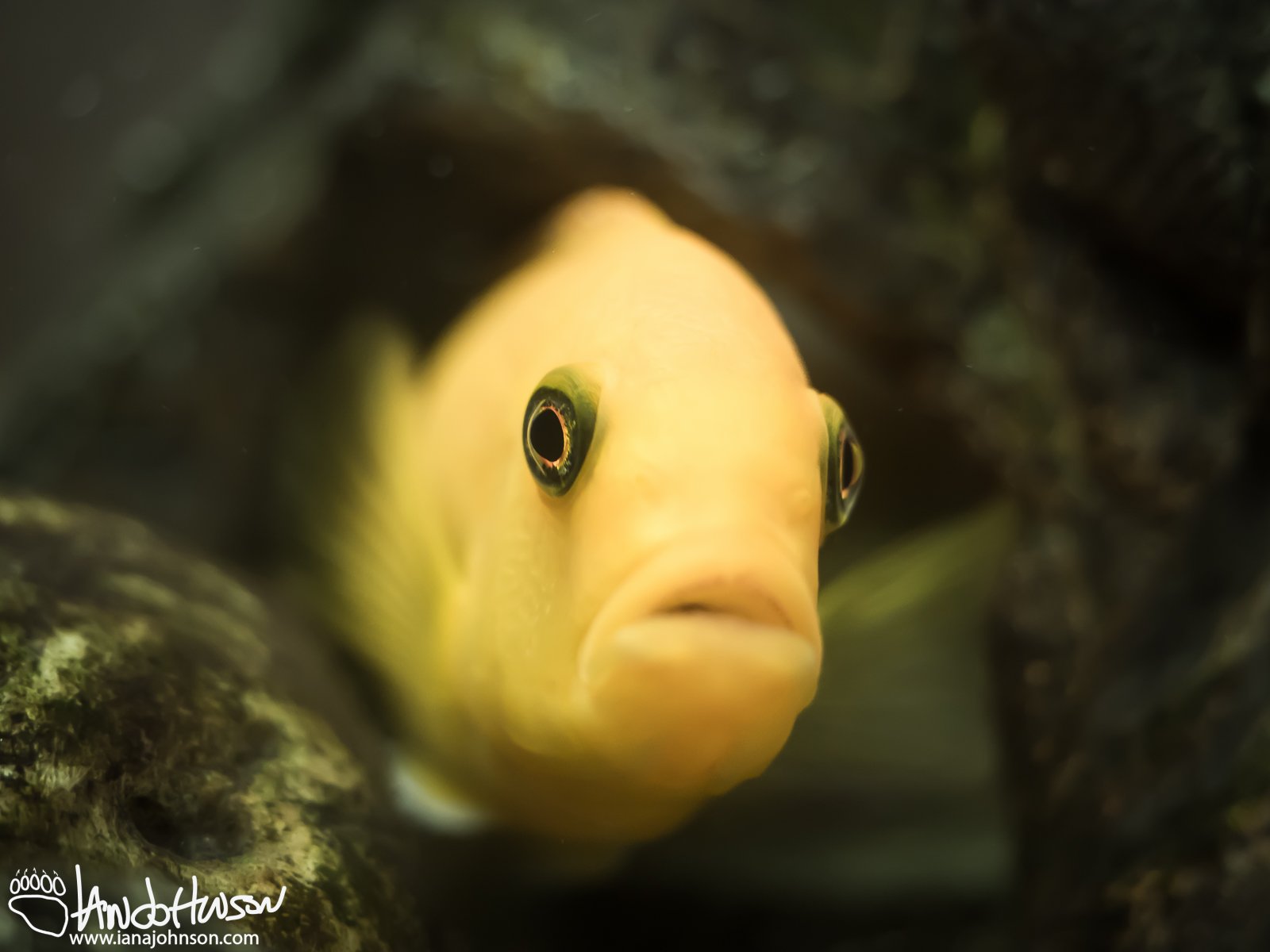 October 3rd : My African Cichlid "G"