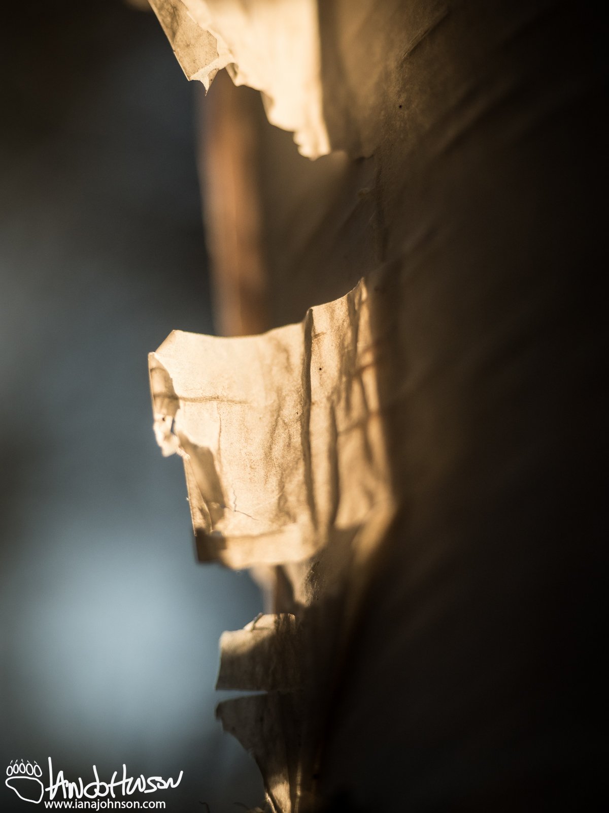 October 10th : Birch bark in the sunlight