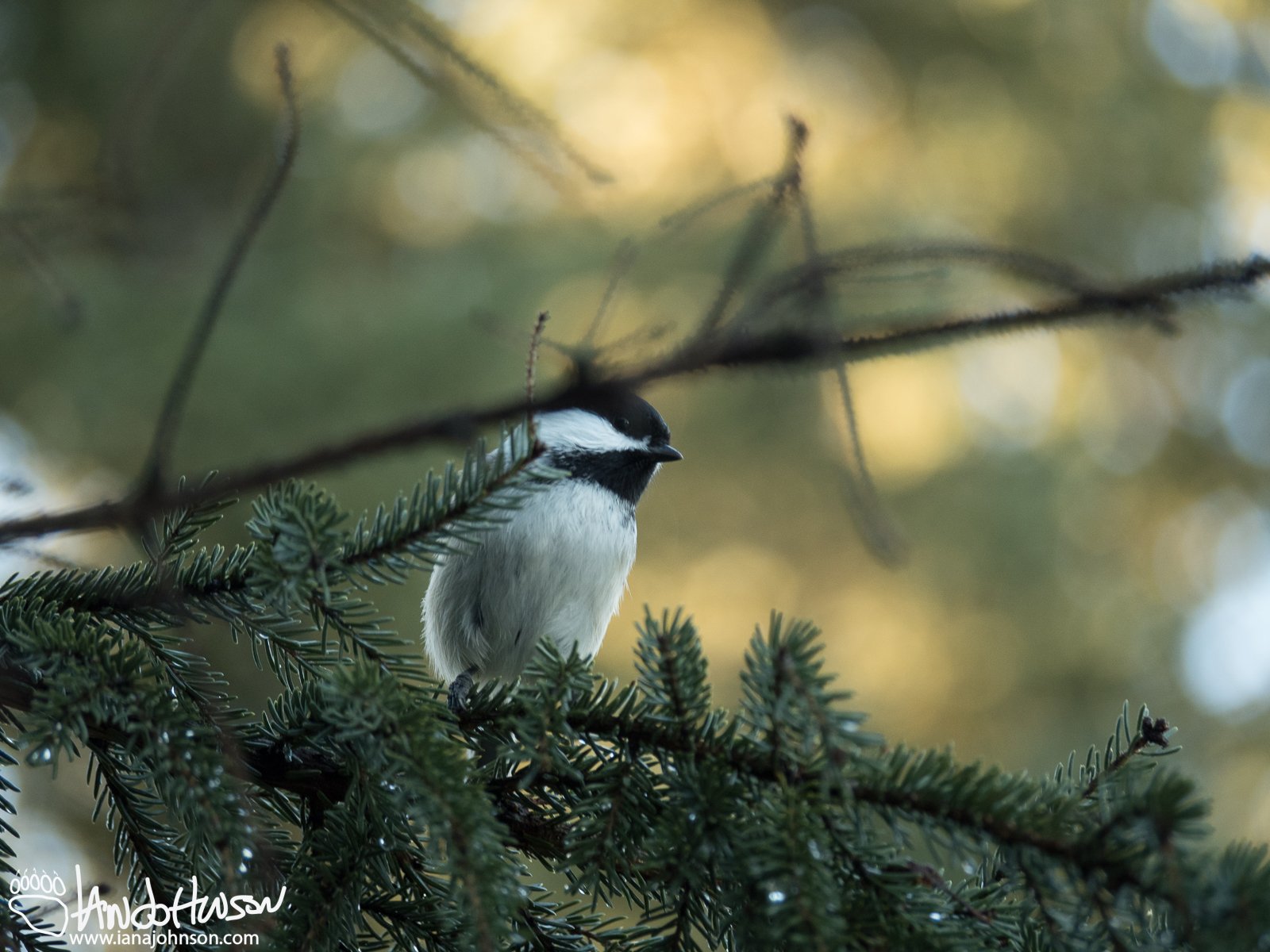 October 18th : A Black-capped Chickadee keeping an eye out