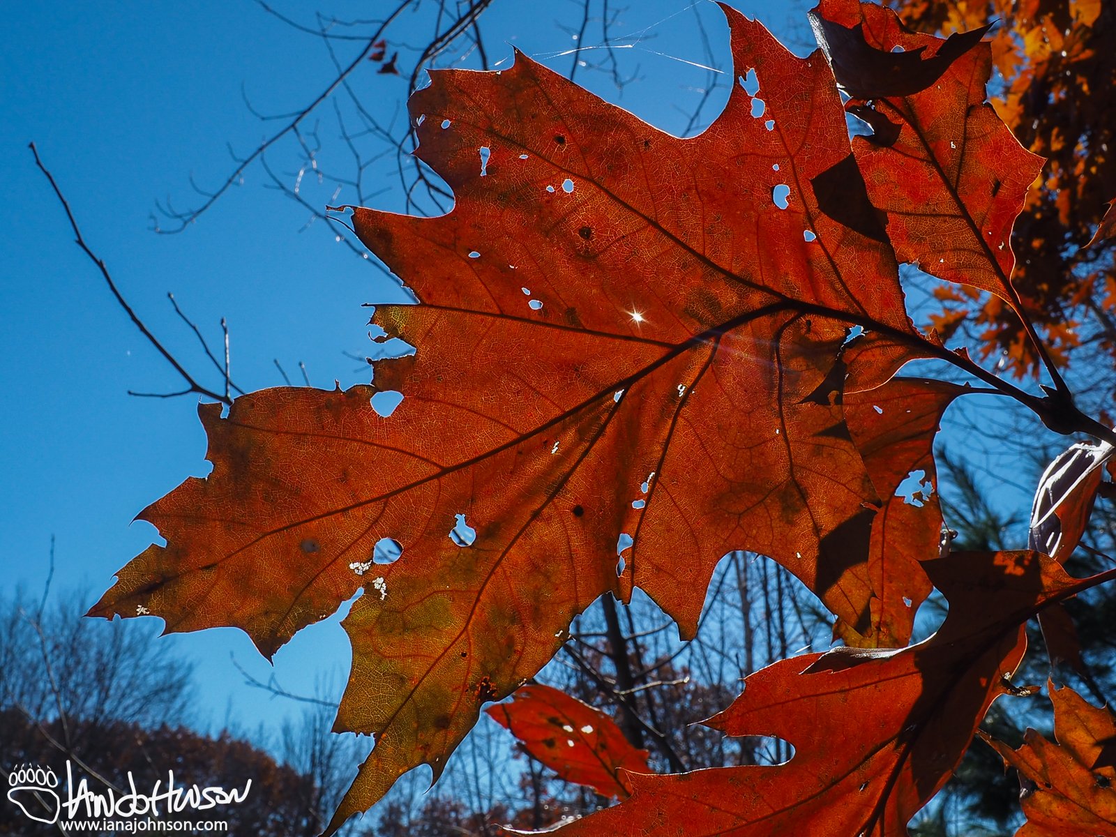 November 2nd : Fall foliage in Maine