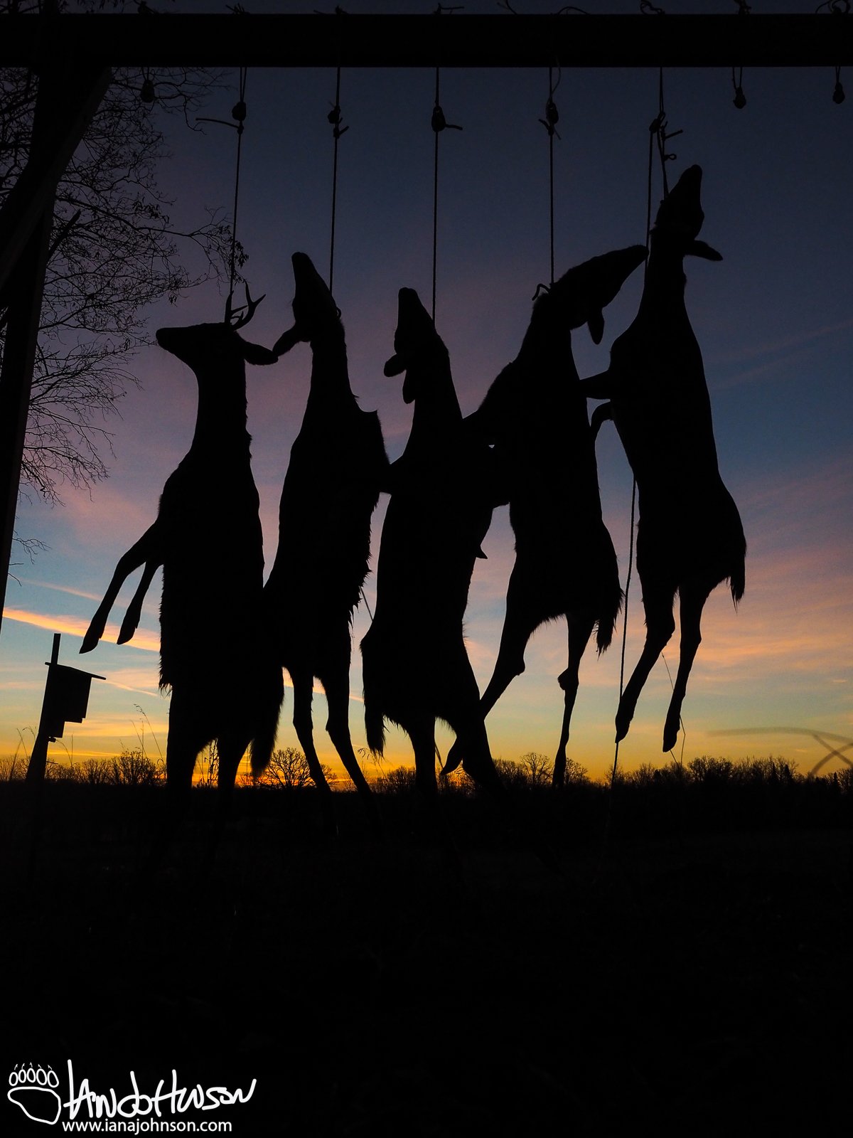 November 8th : Sunrise of a successful hunt