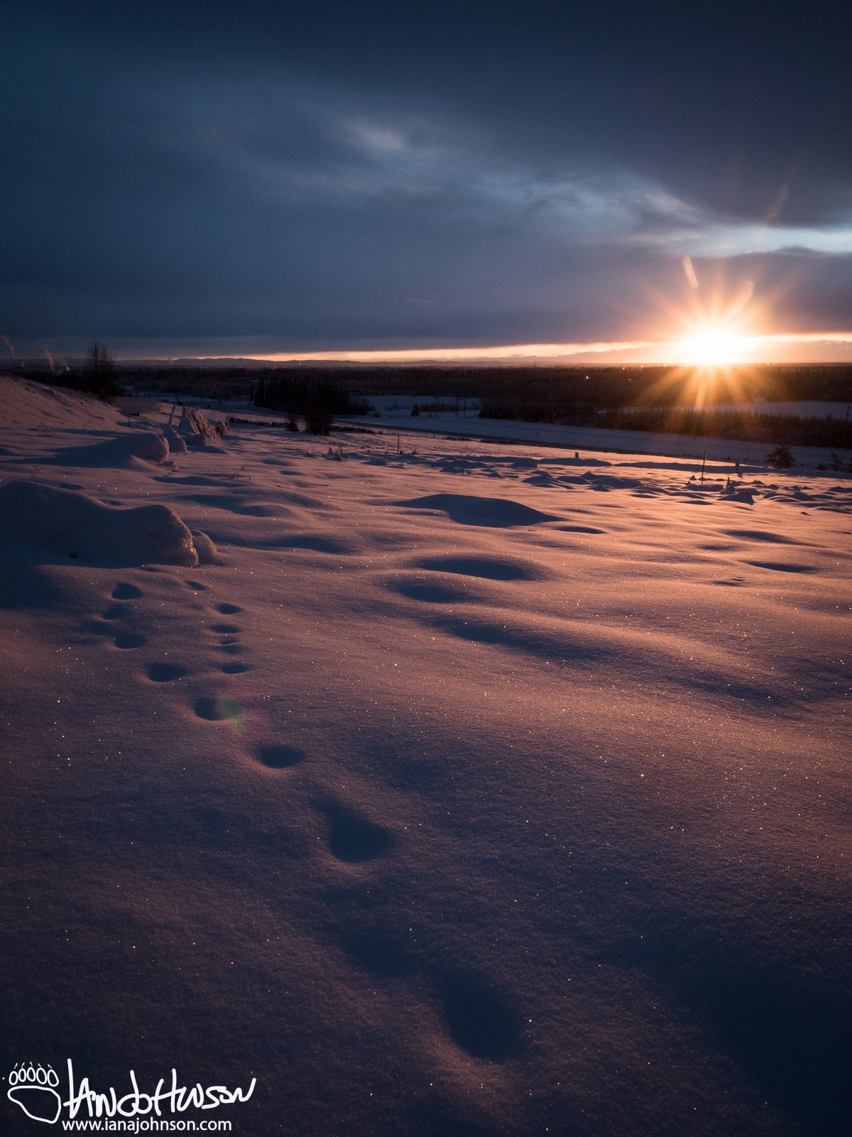 November 20th : A burst of sunrise illuminating old fox tracks