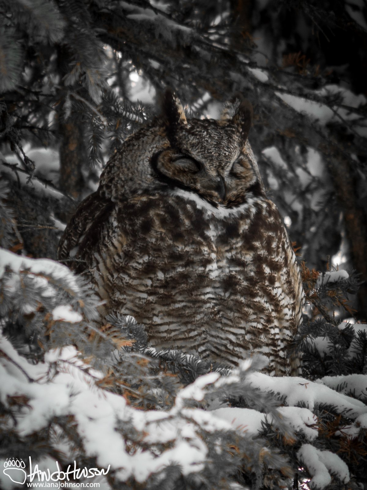 December 11th : Great-horned Owl