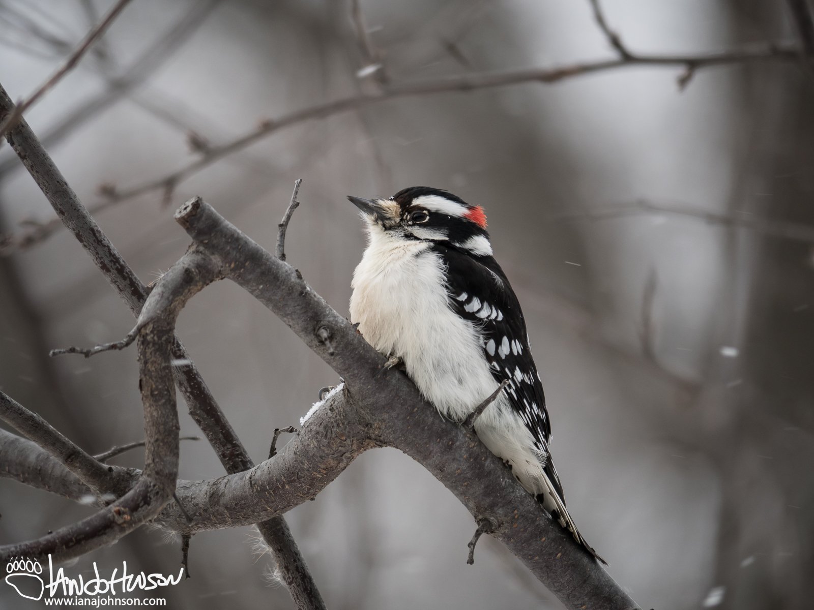 December 17th : Downy woodpecker staying warm in the snow
