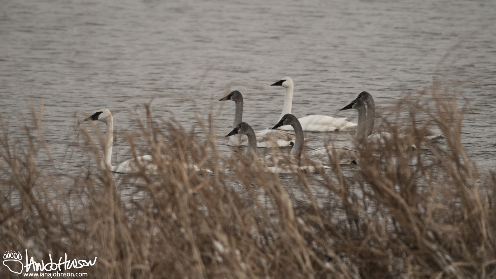 December 26th : Big family of swans