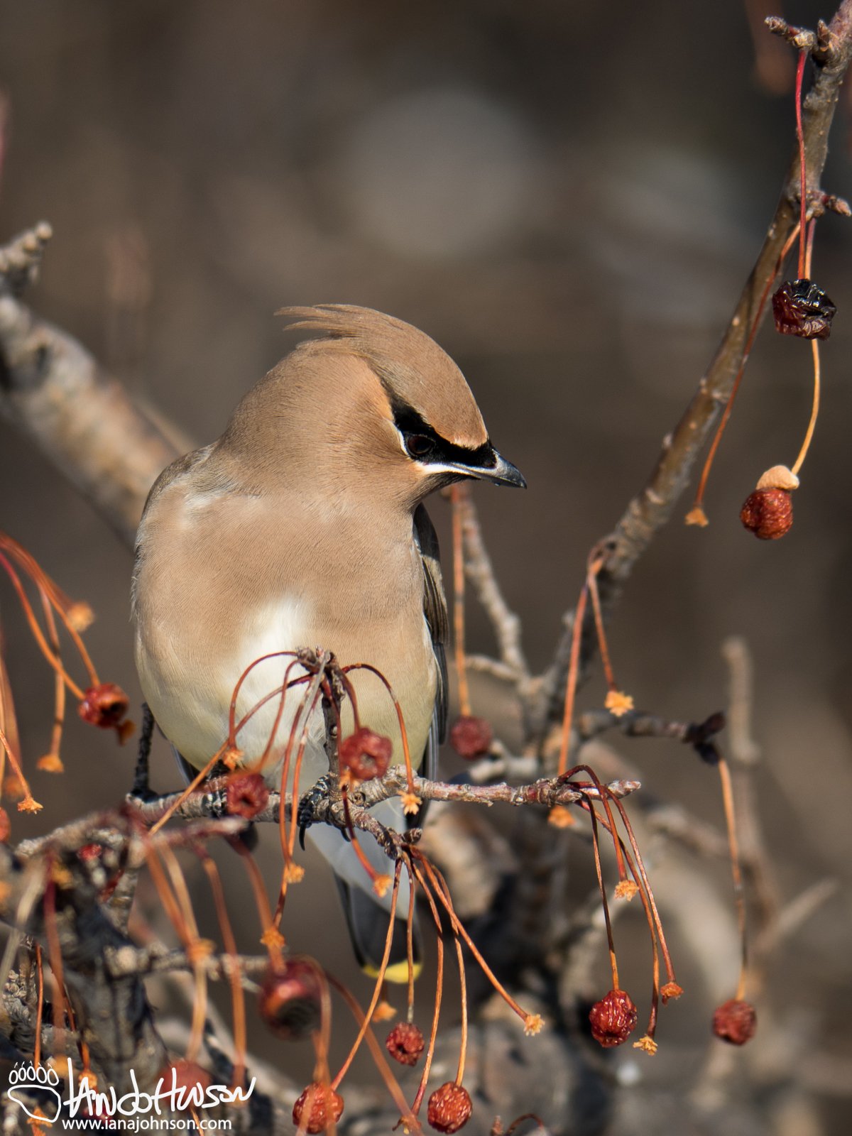 December 27th : Cedar Waxwing eyeing a meal