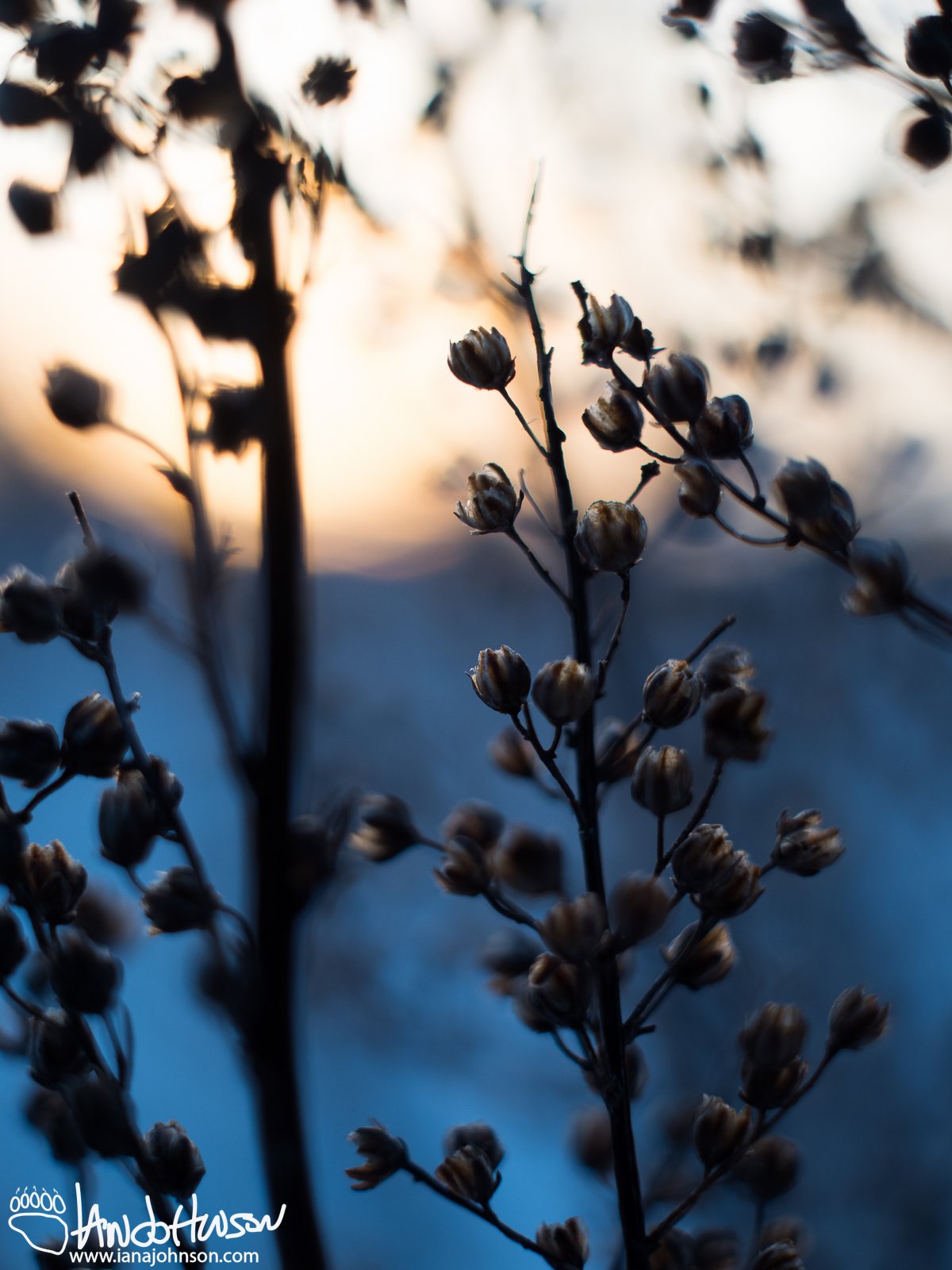 December 30th : Old flowers in the sunset