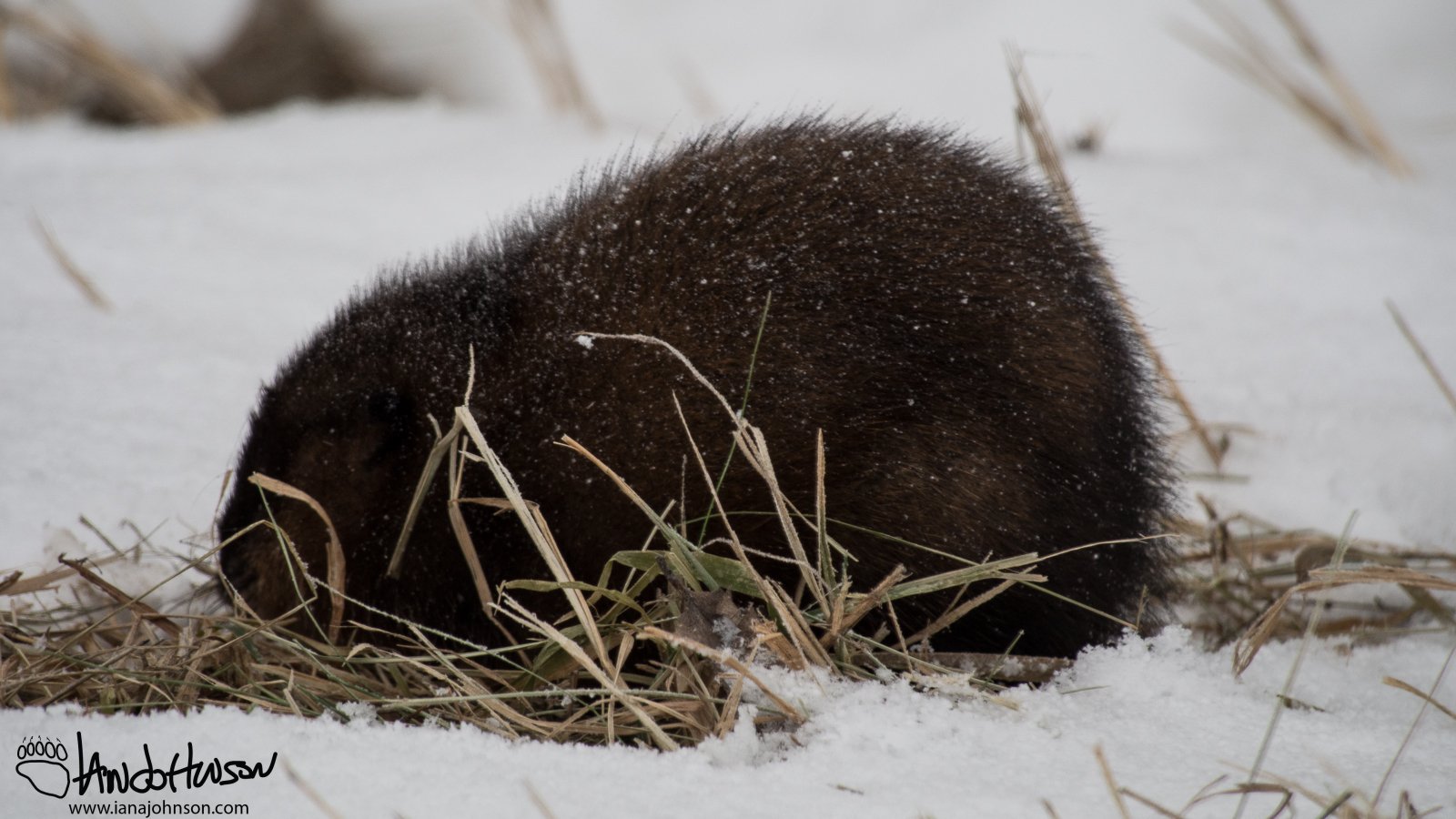 January 2nd : A muskrat makes an unexpected appearance along the road at Sax Zim Bog during a day of birding.