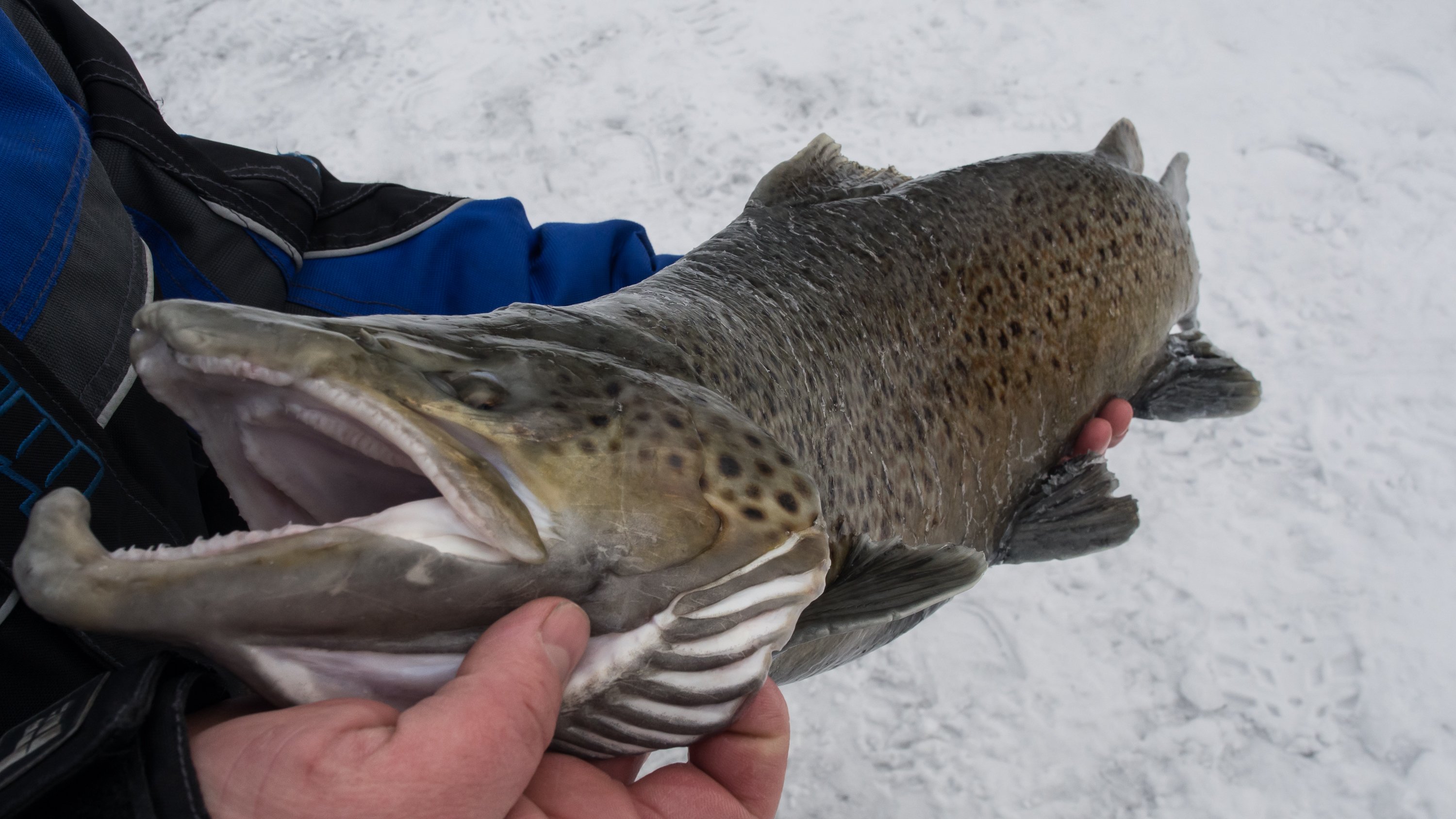 January 5th : A brown trout is hoisted through a hole in Lake Michigan