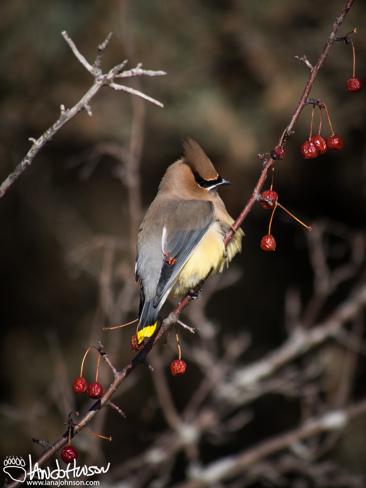 January 6th : A Cedar Waxwing hangs in the crab apple trees along the road, dining at 15 below