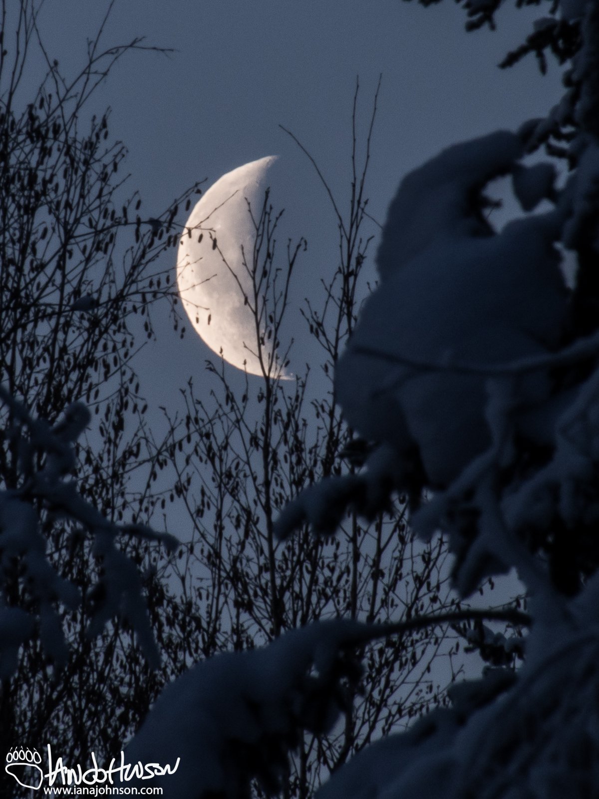 January 14th : The moon sets during the morning and is framed by snow-covered trees