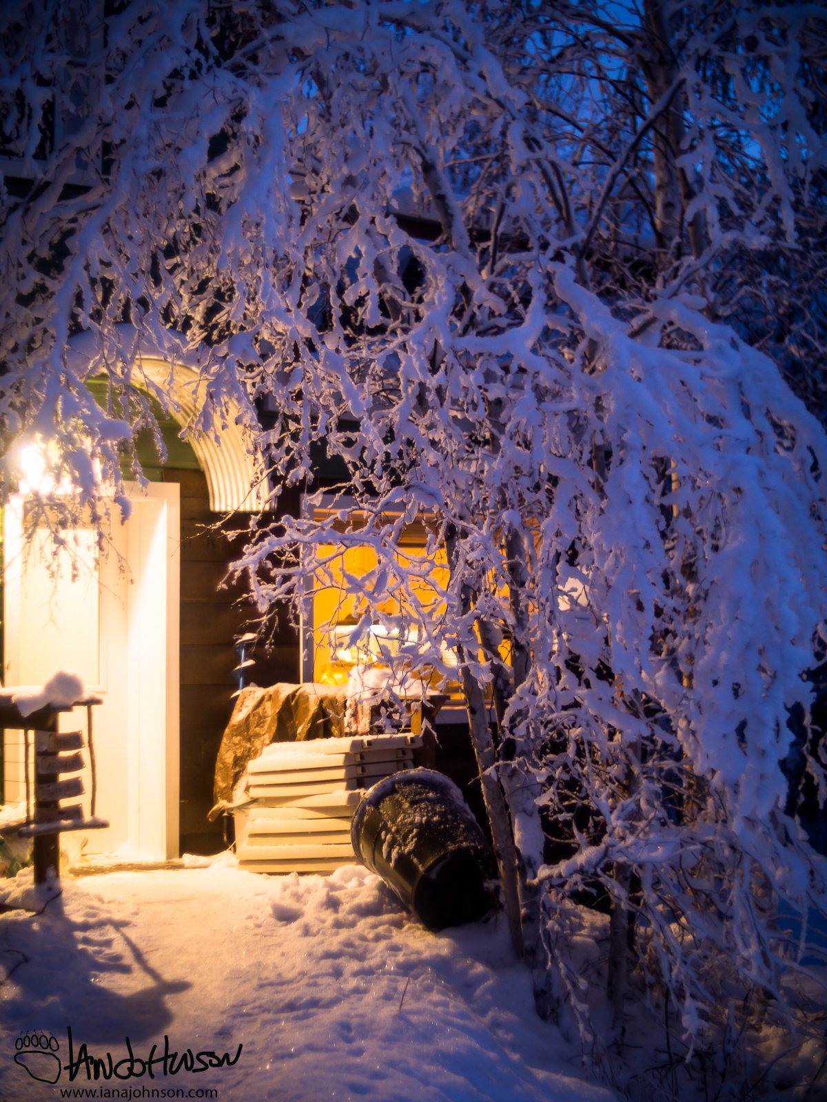 January 20th : Snow covered birches form a tentacle tunnel to my house.
