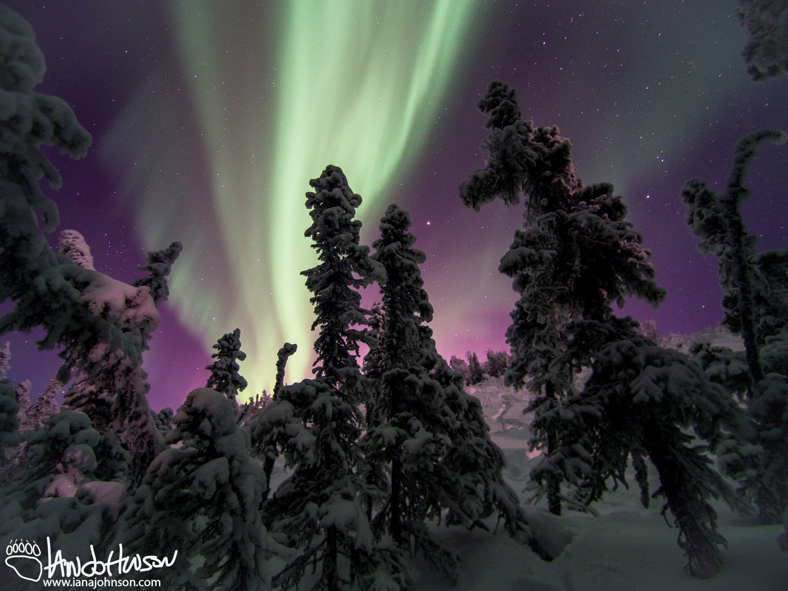 The aurora is just starting 'heat up' in this great image looking through the black spruces.
