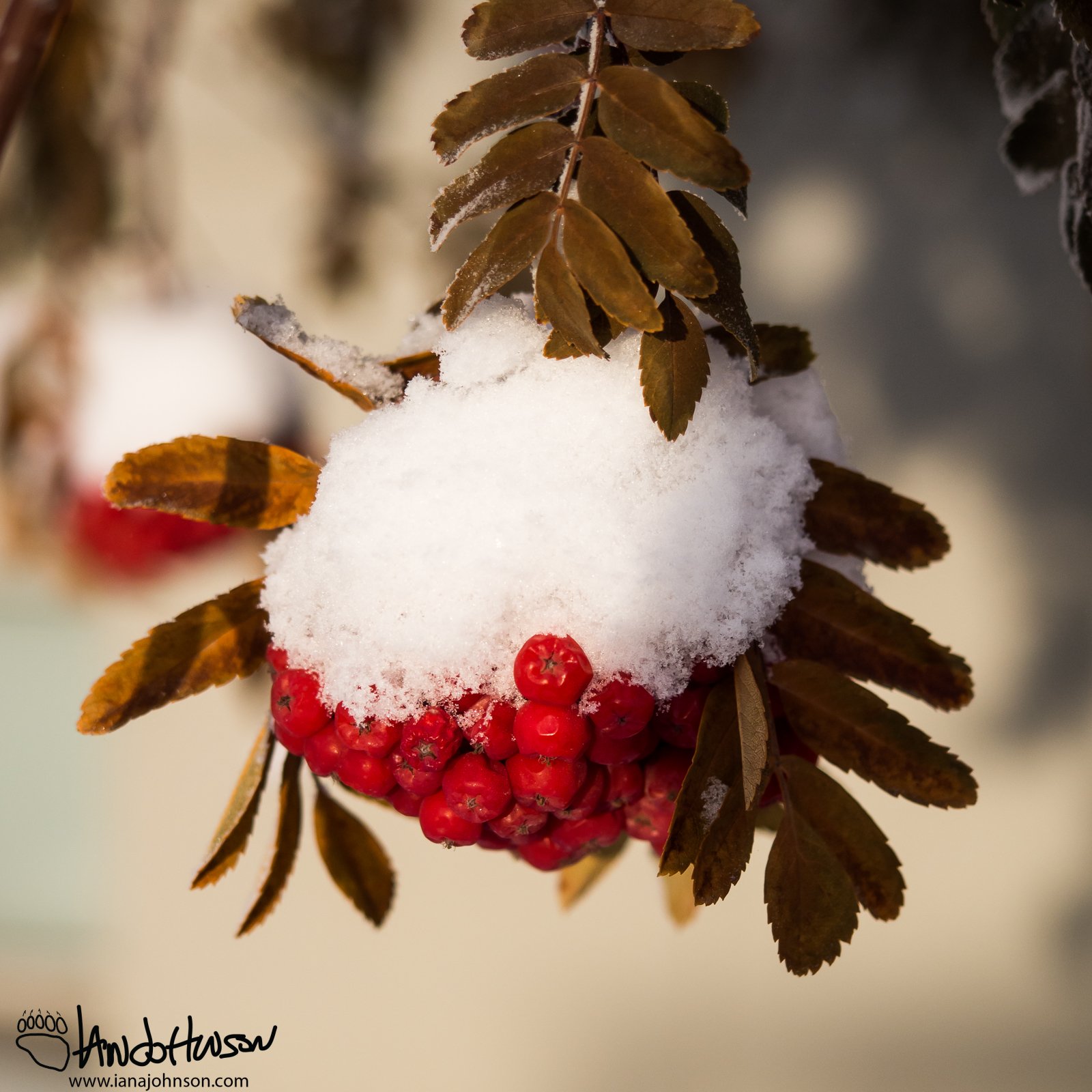 January 28th : Mountain Ash Berries, University of Alaska, Fairbanks