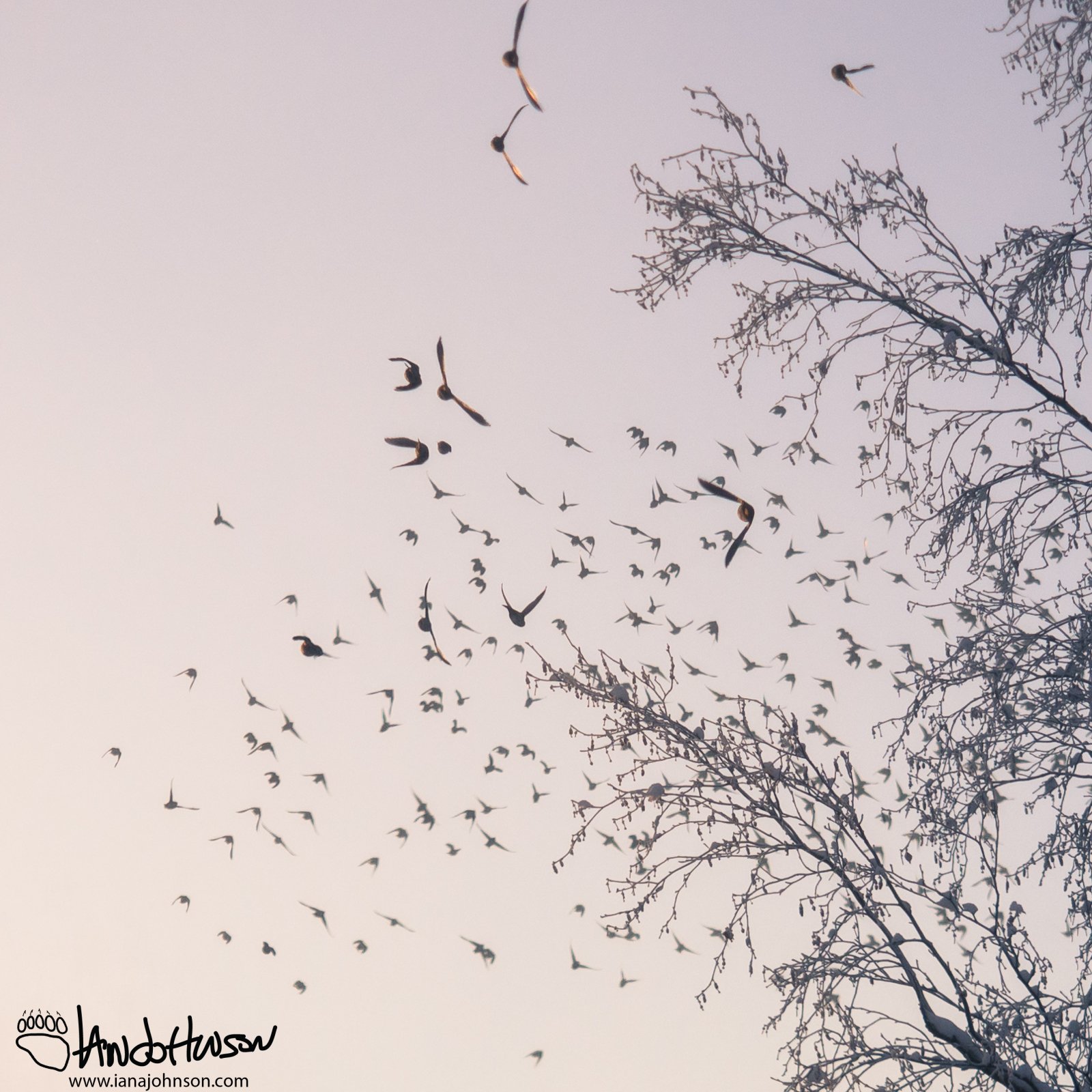 January 29th : Bohemian Waxwings take flight at University of Alaska Fairbanks