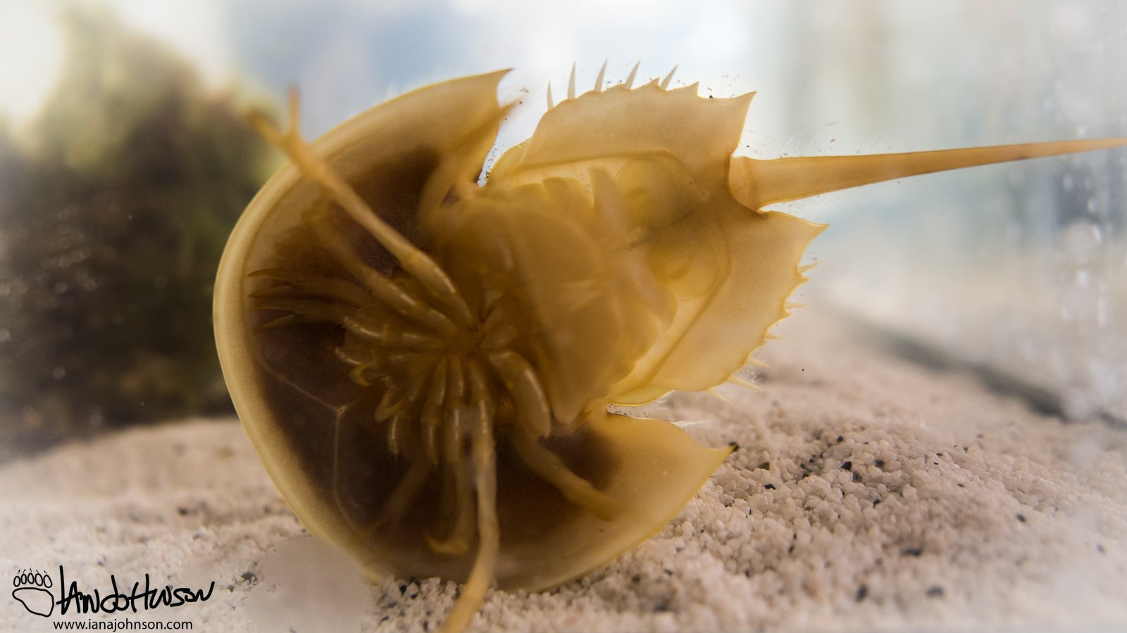 February 5th : Unders of a horseshoe crab