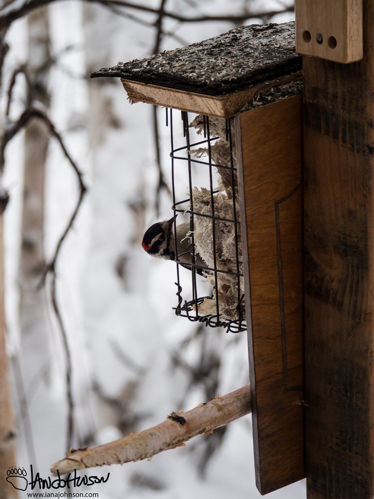 February 10th : Downy Woodpecker at the suet