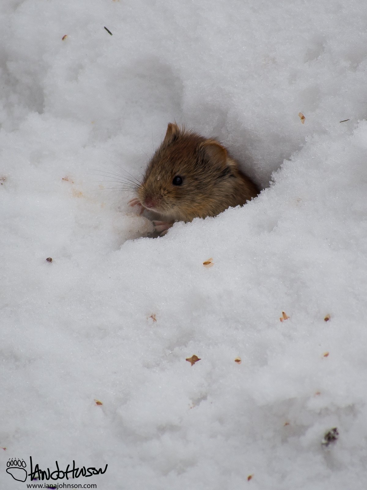 February 21st : Look both ways, Mr. red-backed vole