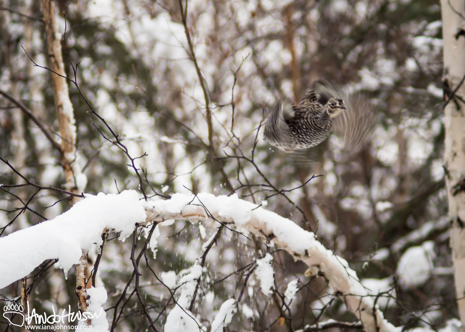 February 23rd : "Gyroscopic Wings"