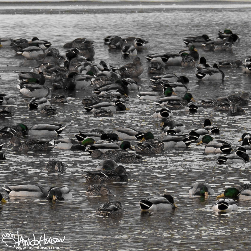 February 27th : Mallards on the Chena River