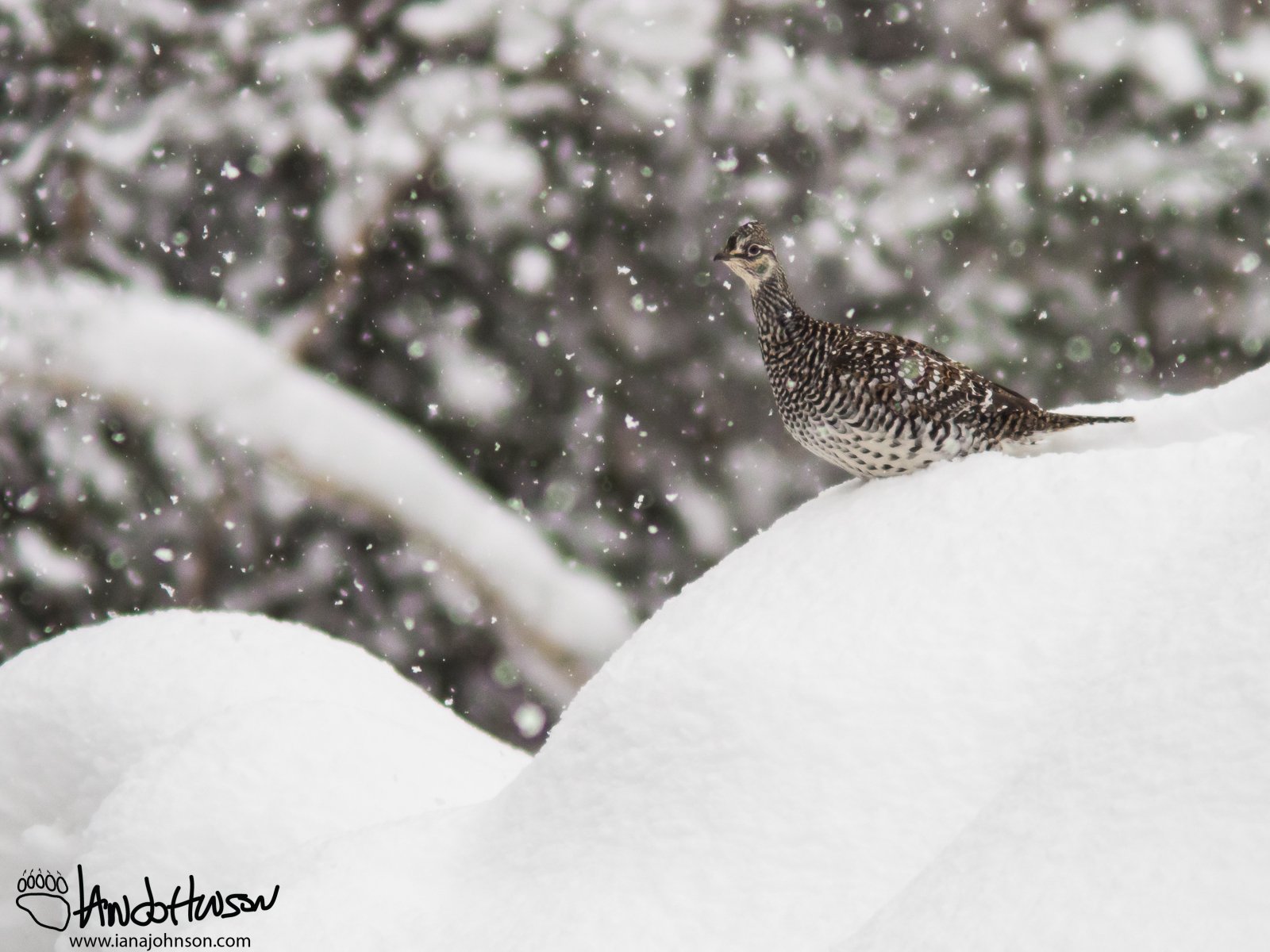 March 7th : Sharptail in the snow