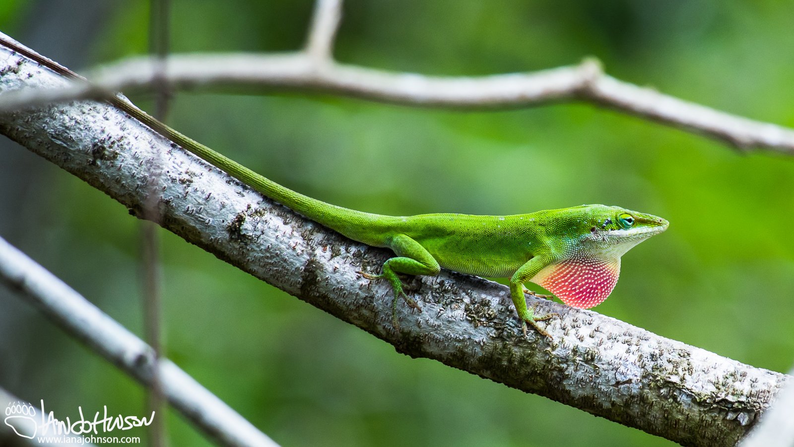 March 19th : Green Anole Lizard