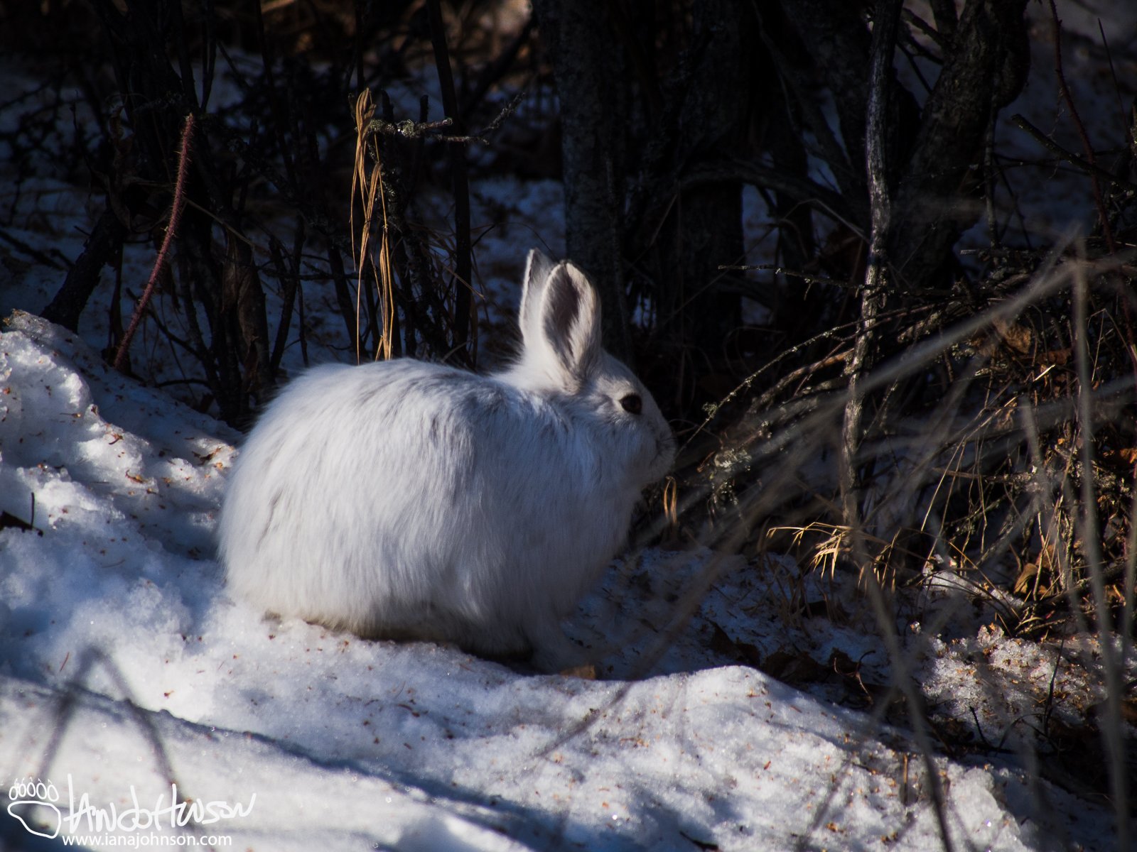 March 24th : Snowshoe hare