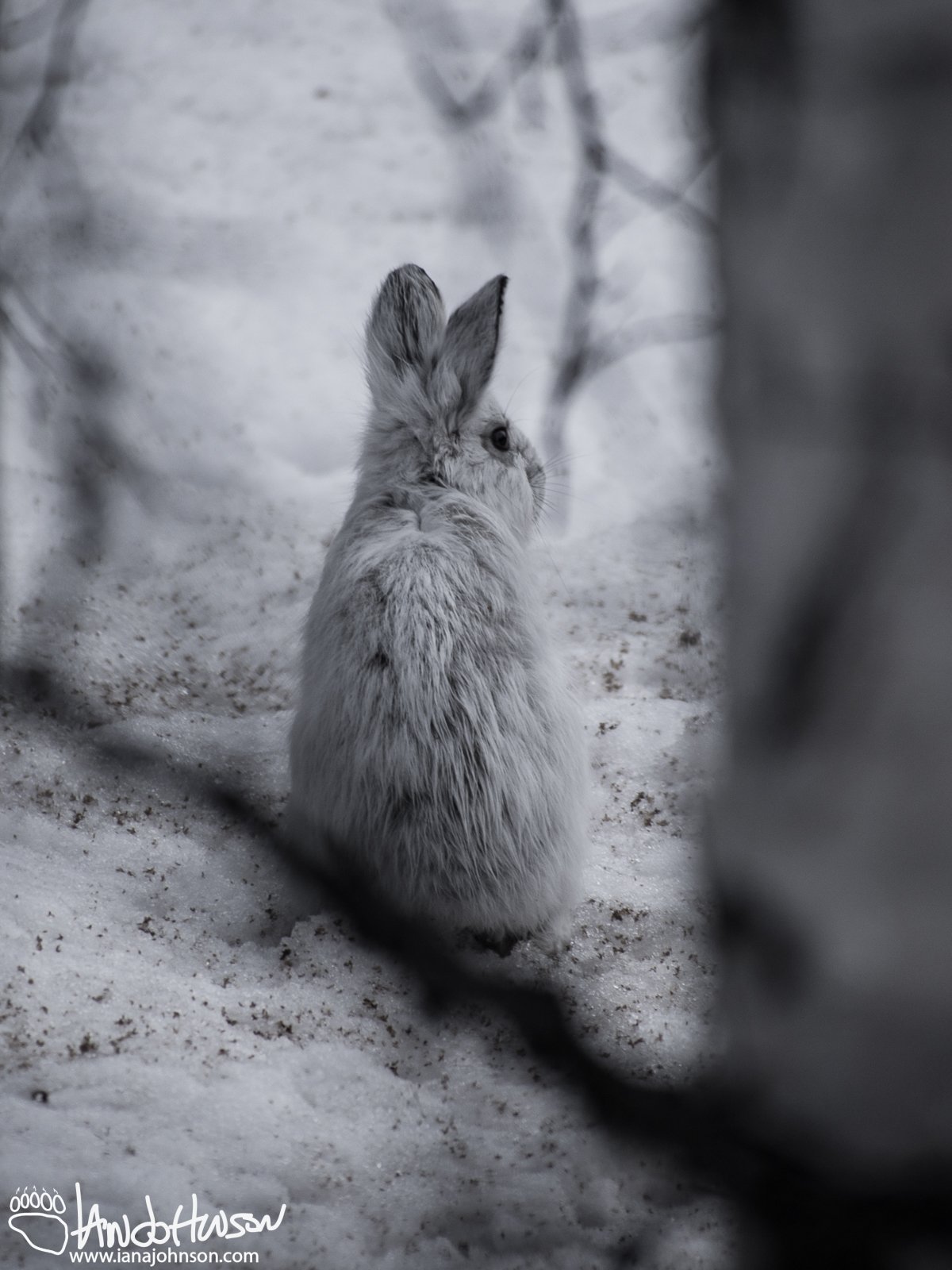 March 31st : March Hare