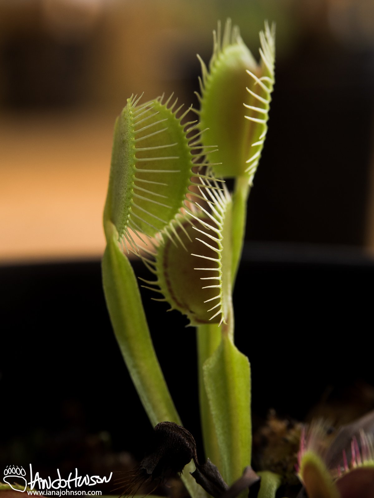 April 2nd : Fly Traps