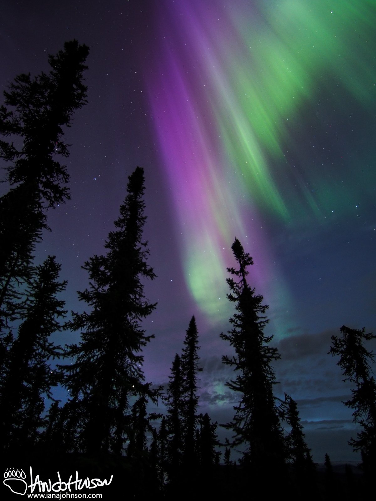 April 9th : Purple splendor