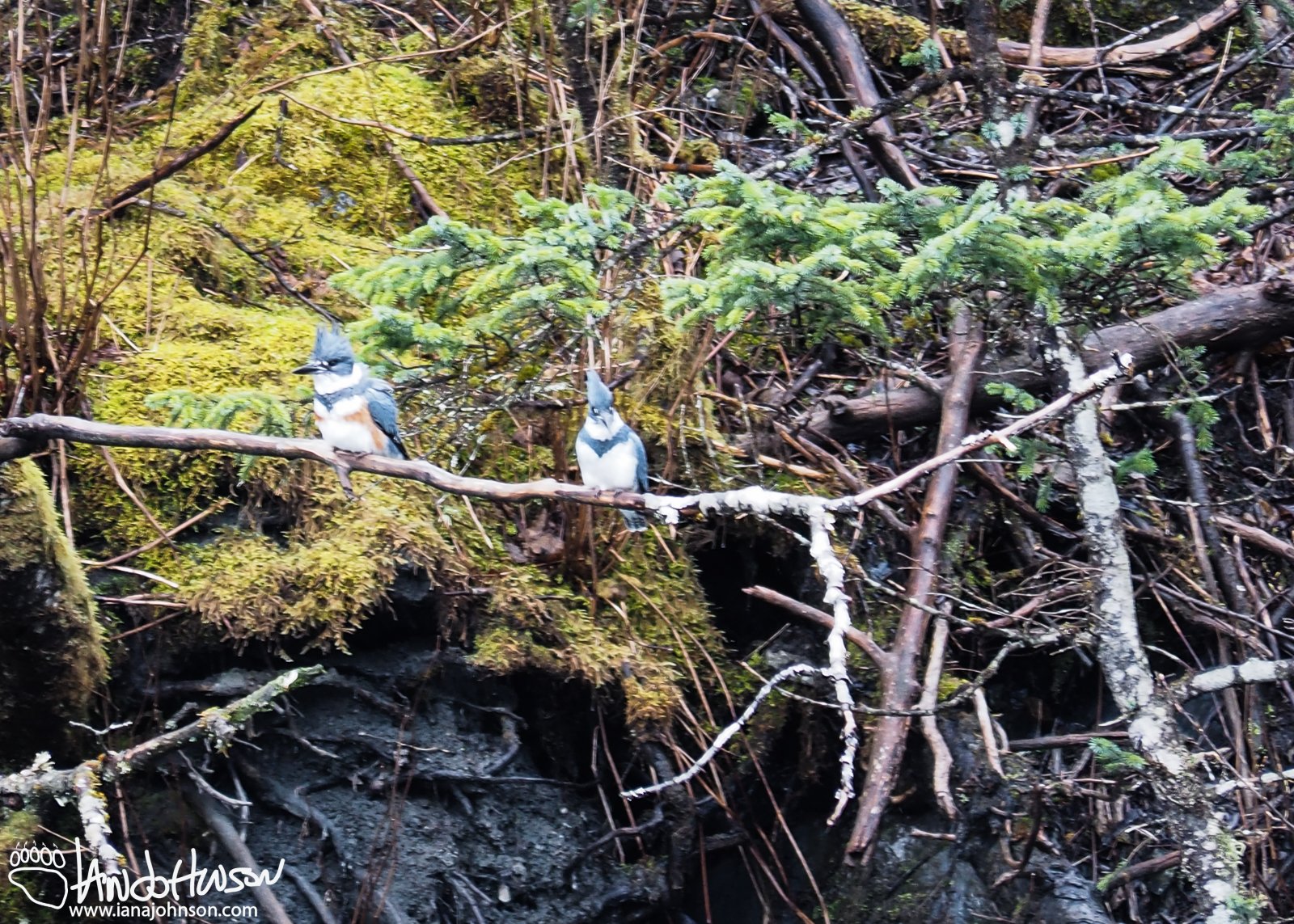 April 14th : Kingfisher pair