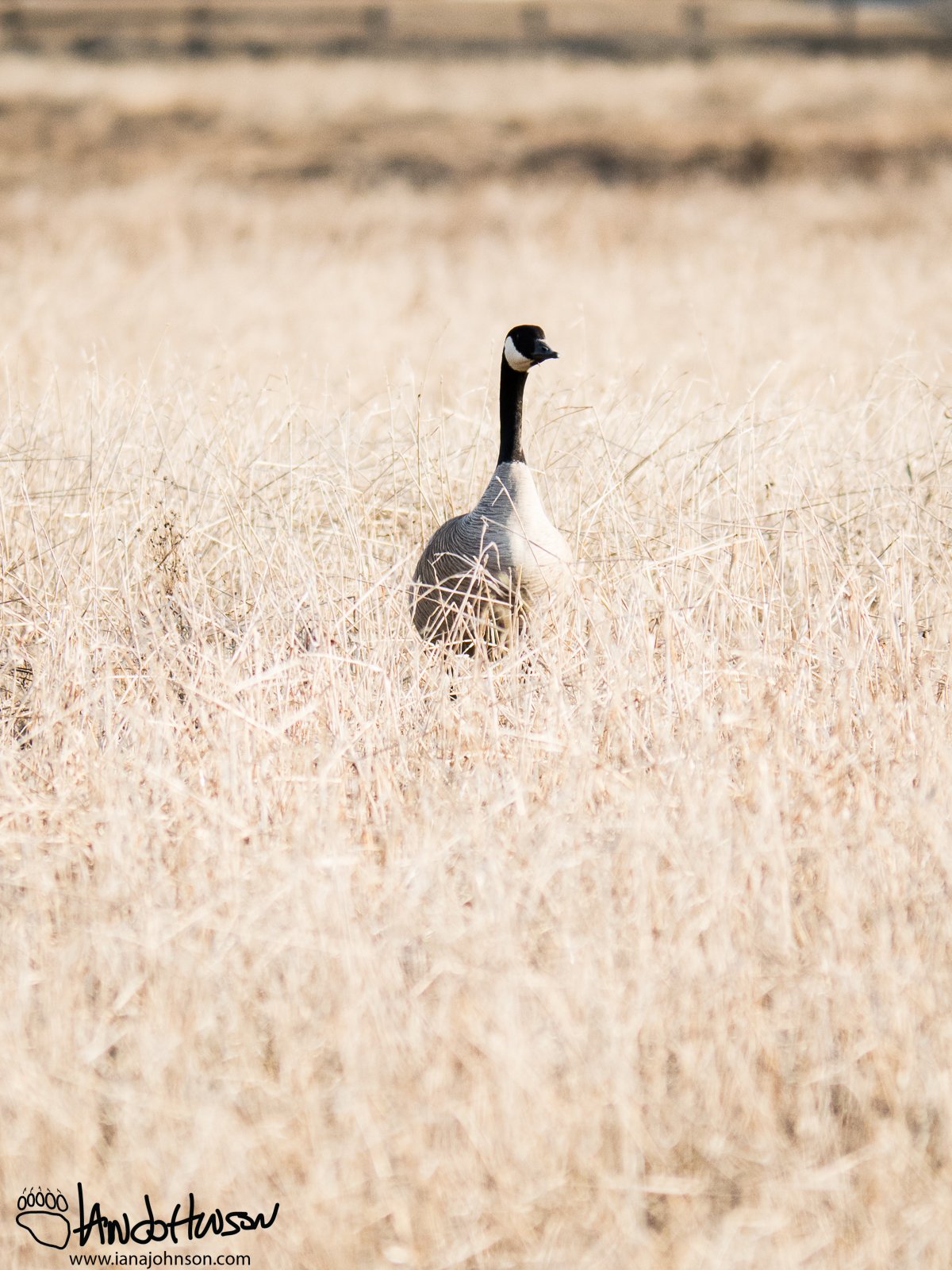 April 26th : New goose in the old growth