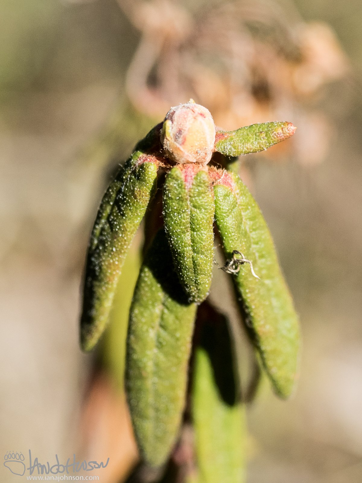April 28th : Labrador tea