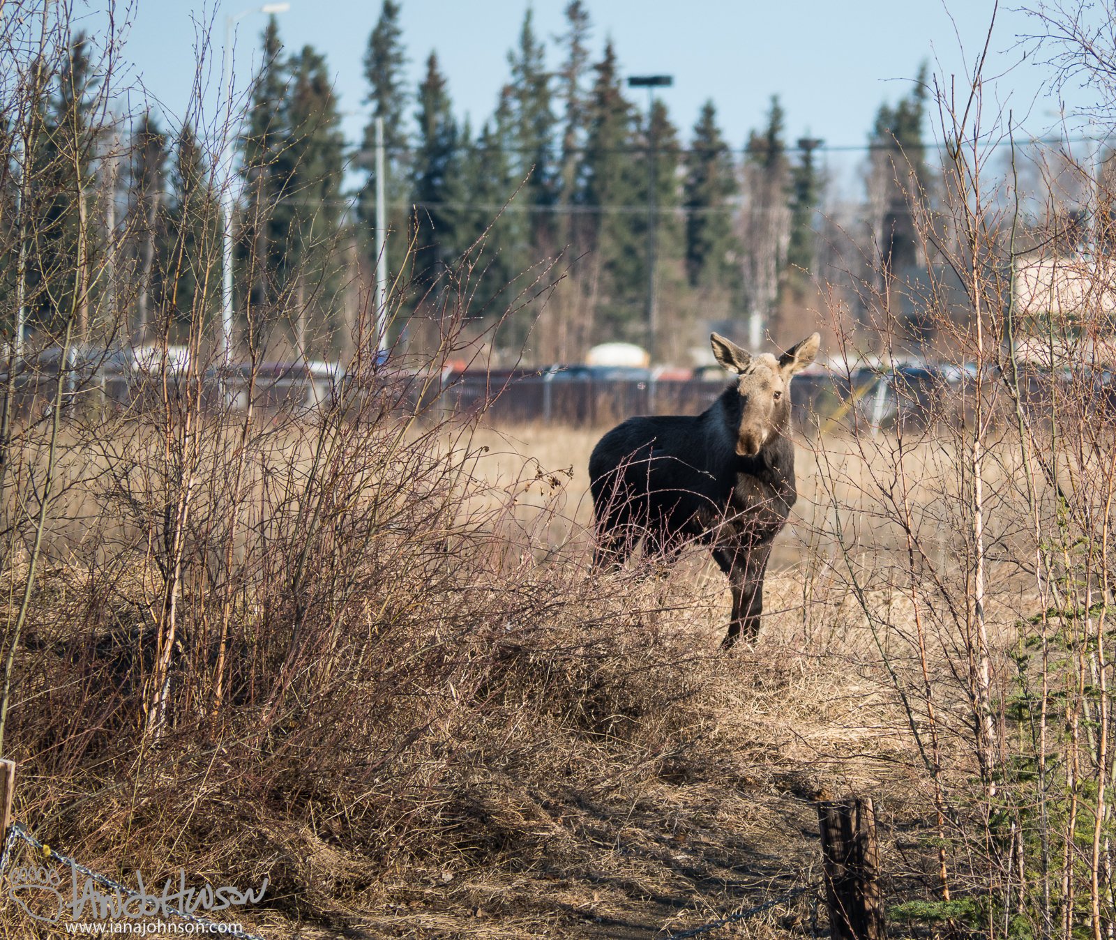 April 29th : Yearling moose
