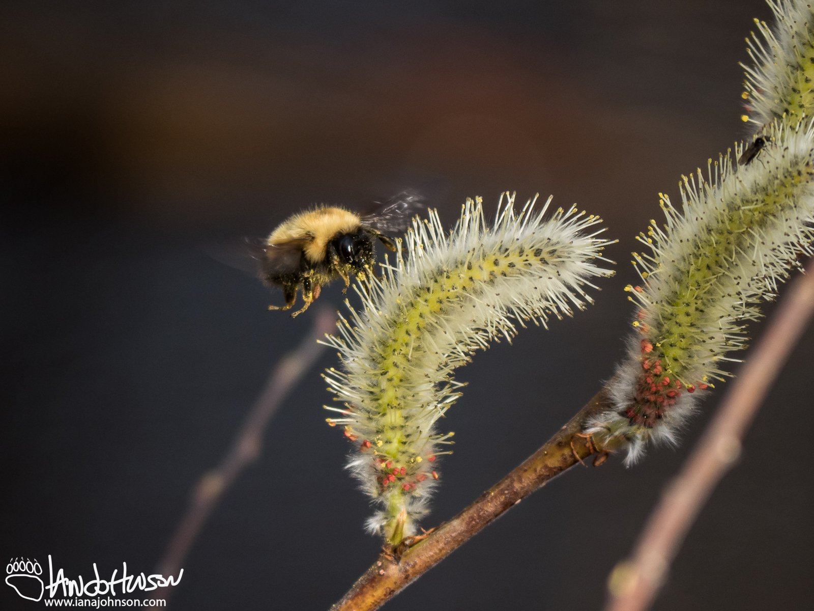 May 1st : Bumble bee on a willow