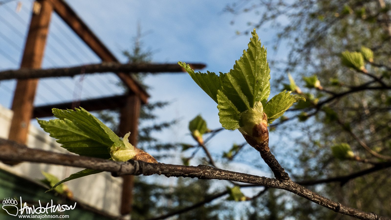 May 8th : Blossoming Birch