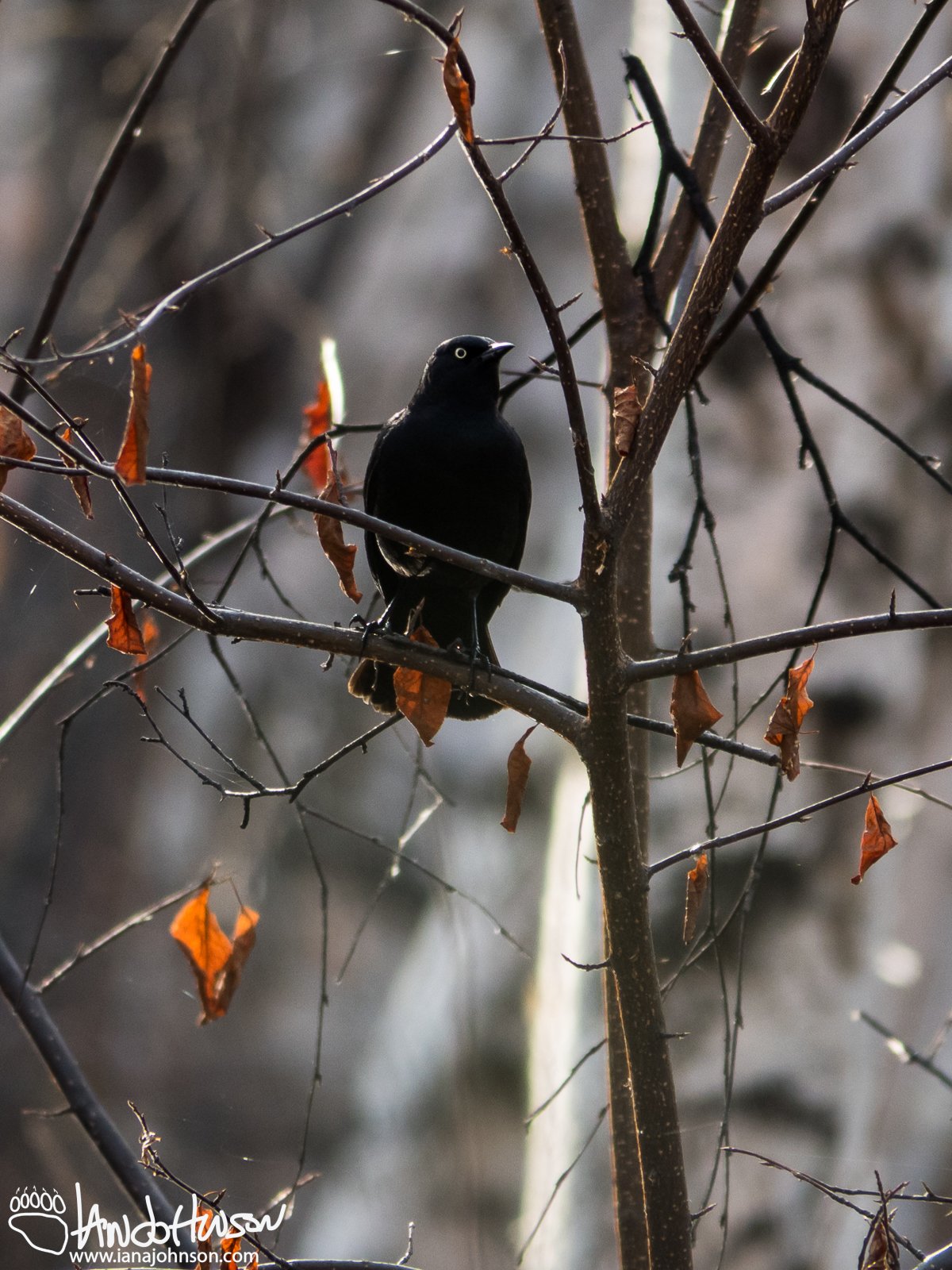 May 9th : Rusty Blackbird