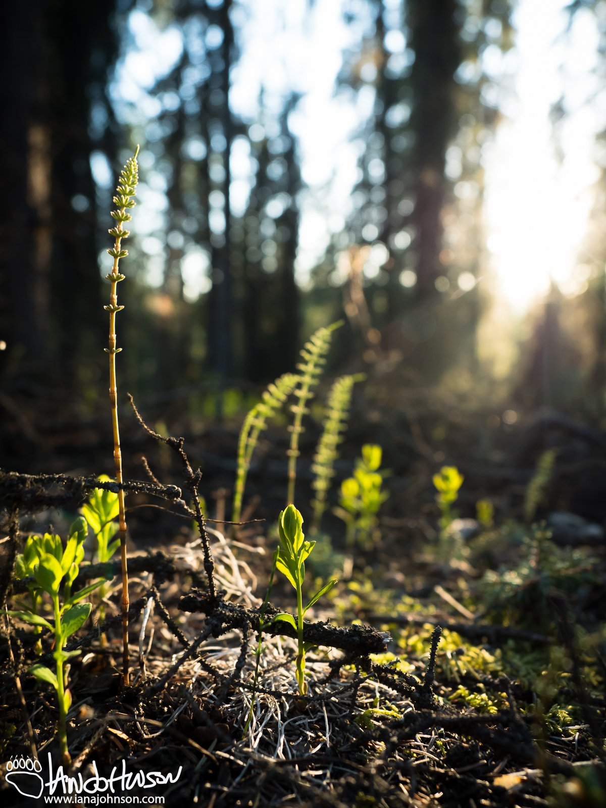 May 17th : Equisetum.