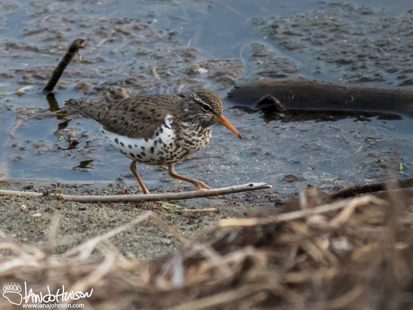 May 21st : Spotted Sandpiper at Wander Lake