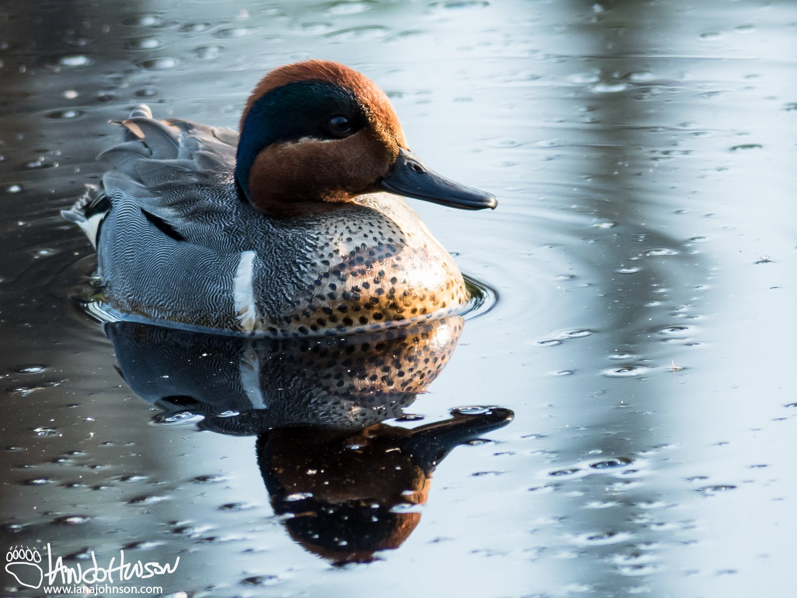 May 28th : Best side of a green-wing teal