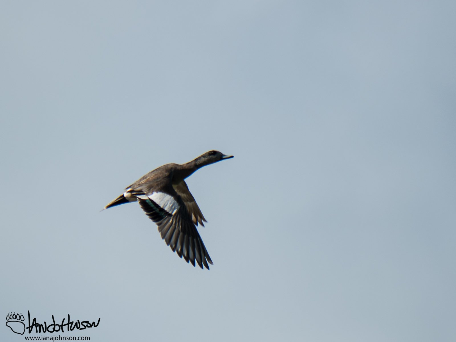 May 30th : Widgeon on the Wing