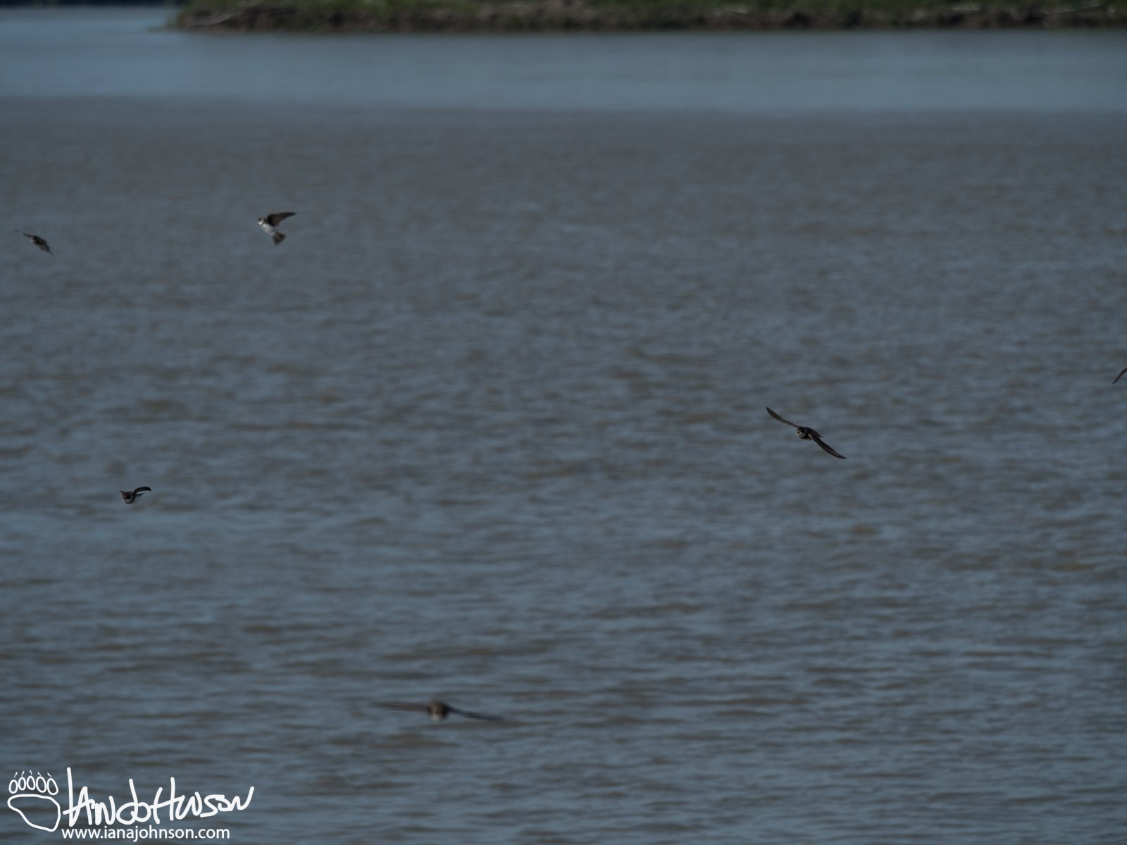 June 2nd : Swallow aerobatics