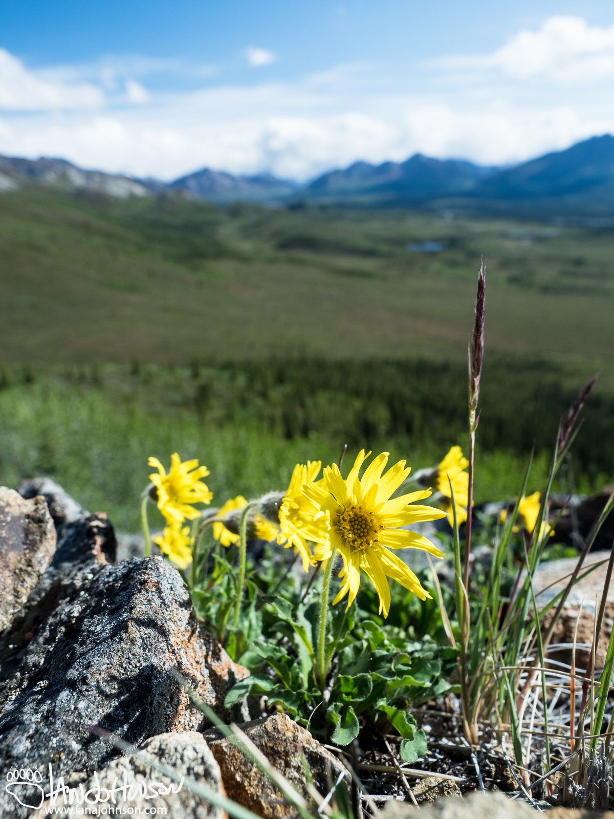 June 8th : Alpine arnica