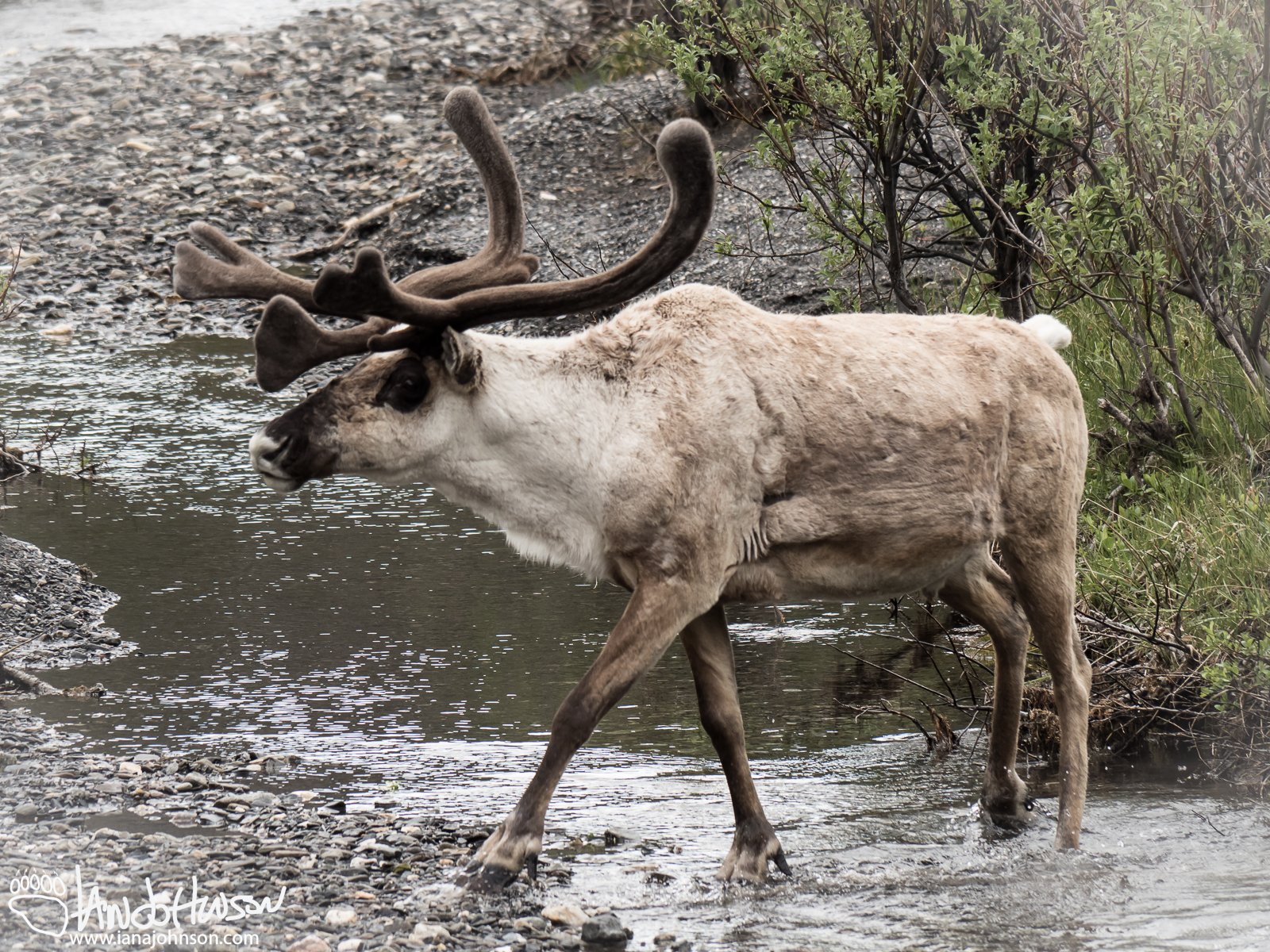 June 10th : Caribou in Denali NP