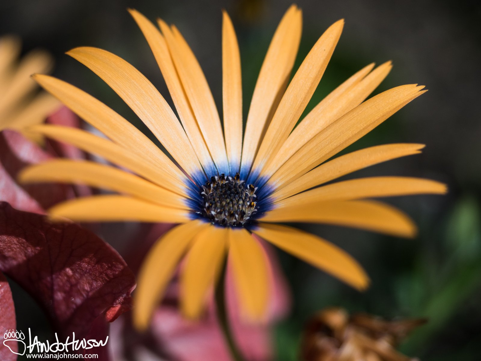 June 13th : Daisy